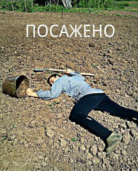Личный, прикольные картинки с надпесью огород садим