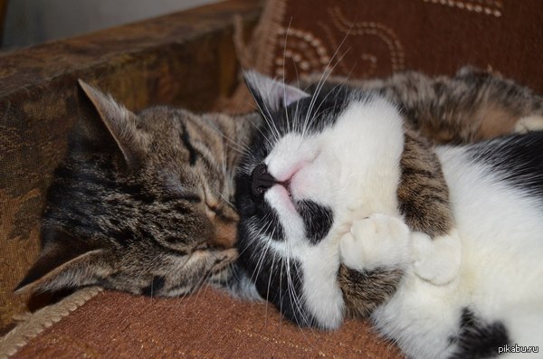 My cat Barsik and cat Gunther are madly in love with each other) - cat, My, Tenderness, Love