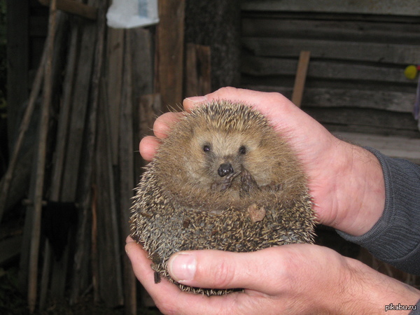 ������ ����