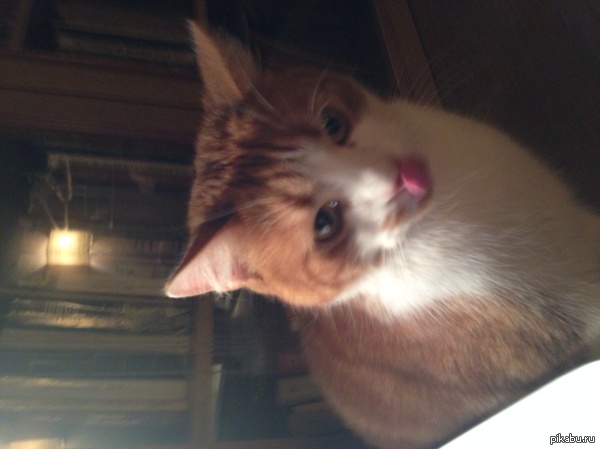 Коты, у всех коты. Ну и у меня, конечно же.