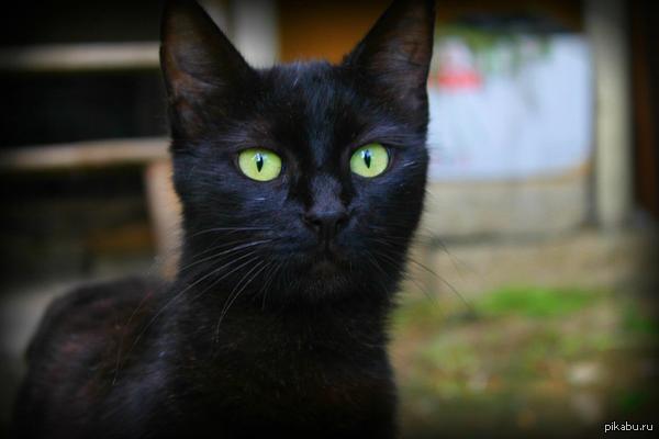 Моя кошка Милка