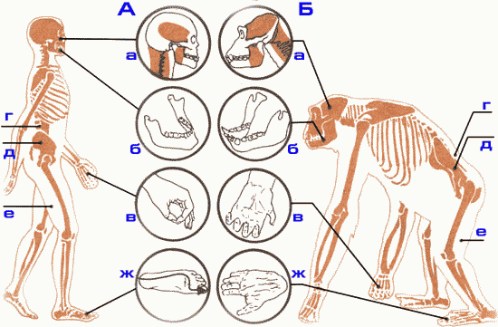 Отличие человека от животного скелет. Скелет человека и человекообразных обезьян. Сравнение скелета человека и человекообразной обезьяны. Скелет человекообразной обезьяны. Строение скелета человека и обезьяны.