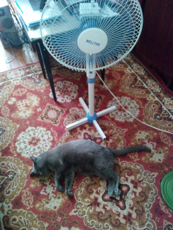 ��� �������, ��� ��� ������� ��������� �������� �����: "��� ������ ��� ������������"))))