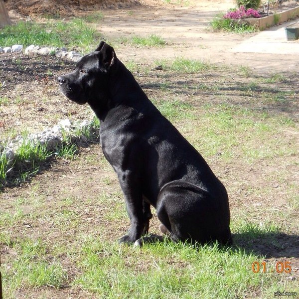 Мой верный друг - Марти