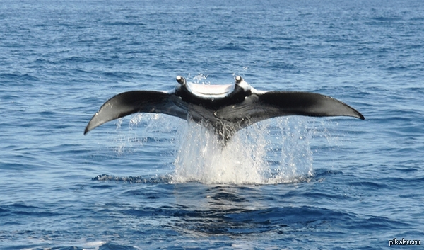 I believe, I can fly!