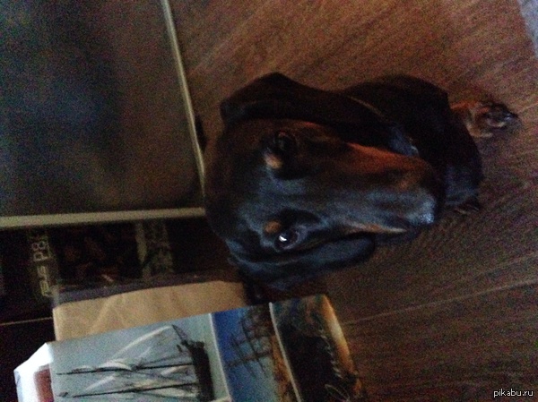 Я забрал у него мячик. Он уже второй час стоит так и смотрит на меня.