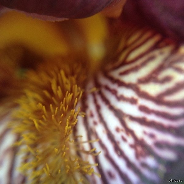 Iris perianth - Irises, Macro photography, Friday tag is mine, Macro, My, The photo, Flowers