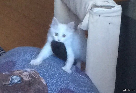 Стоял, курил на балконе, и увидел как кот смотрит на меня с носком в зубах )