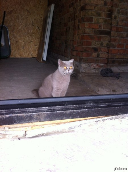 Мамина кошка впервые оказалась на даче за городом, вместо привычных стен квартиры. В добавок, соседские коты сперли ее миски с едой