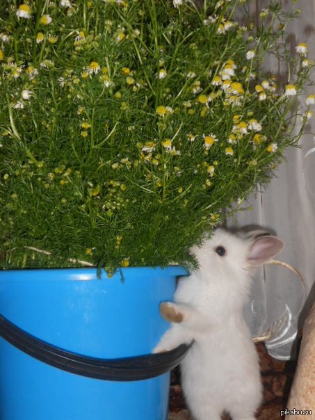 подарил девушке кролика,а через пару дней здоровеннй букет ромашек и вот что она прислала мне через час после вручения цветов