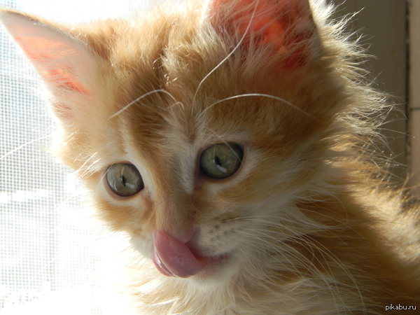 ����� ��� ��� ���)