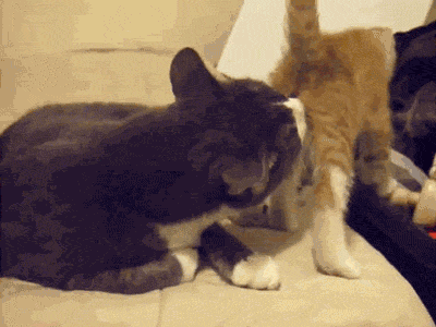 Oh yeah.. Ow! - cat, Burned, GIF, Palevo