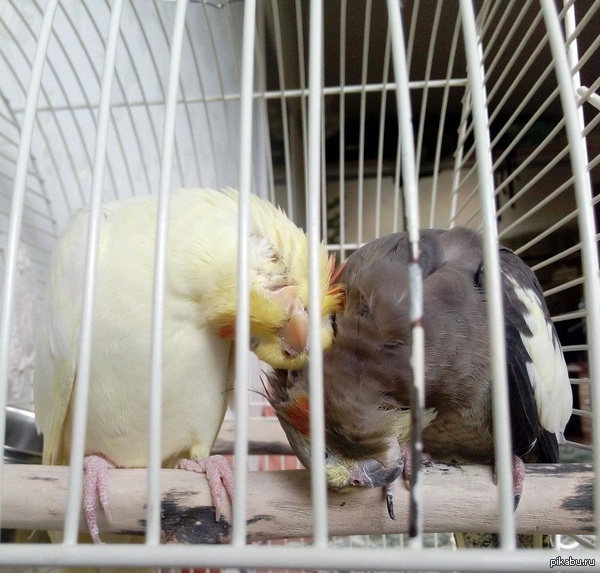 ���������� ���������