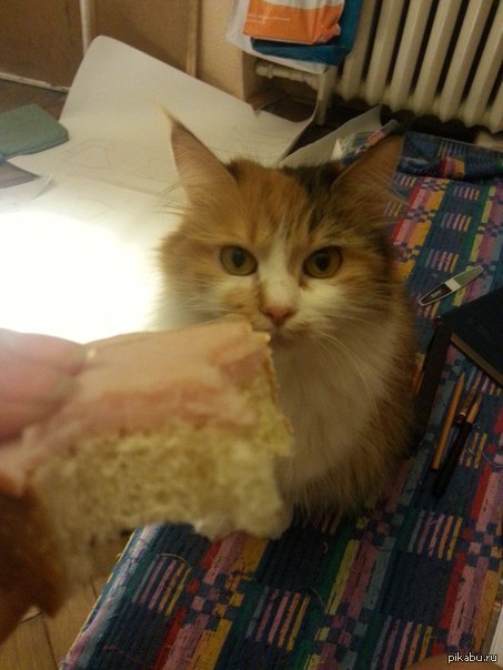 Котэ не в восторгэ