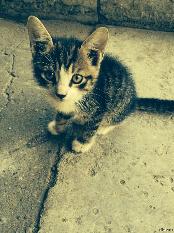 �������, �����������. ������� �������.  .