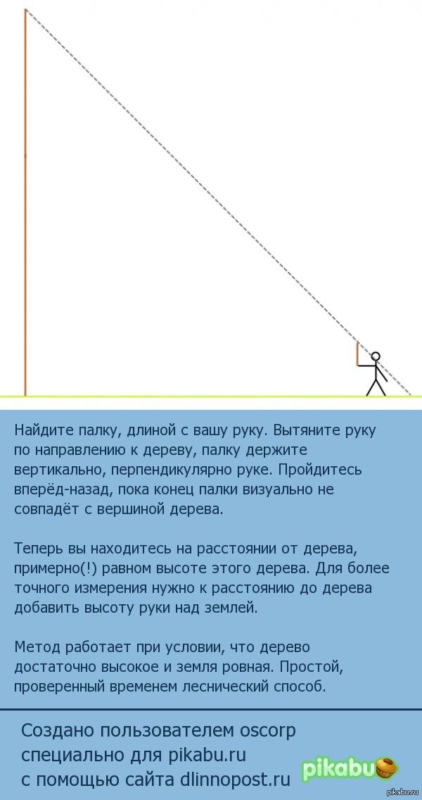 Как измерить высоту дерева? - Лес, Дерево, Познавательно, Моё, Интересное