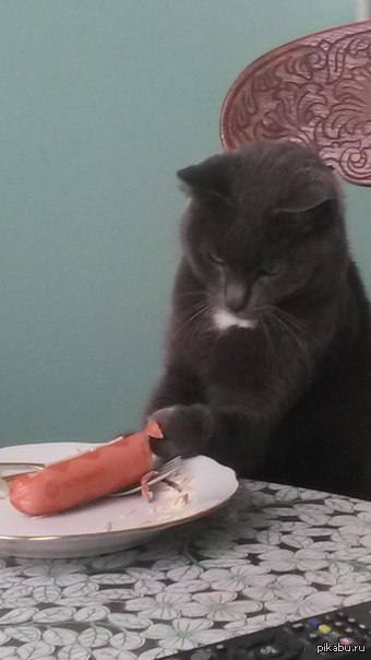 Кошка совсем оборзела)))