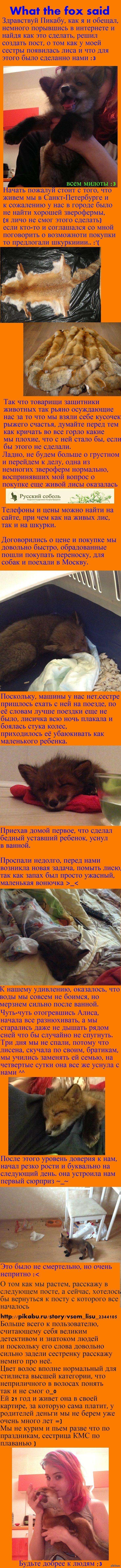 What the fox said ?        )  - 