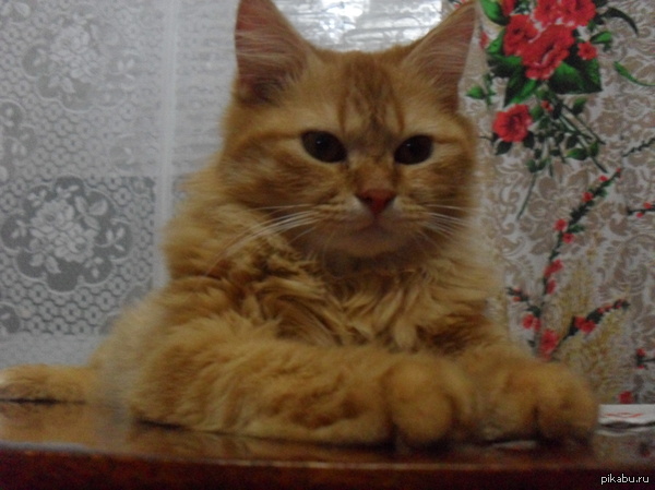 ��� ������� :3