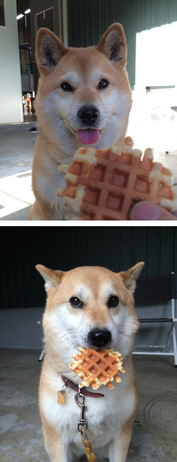 - "Вафельку?"