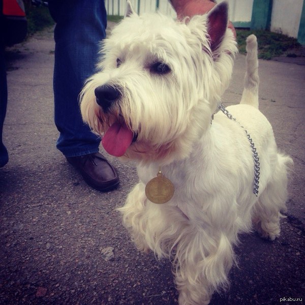 All the best ;) - My, Dog, Champion, West Highland White Terrier