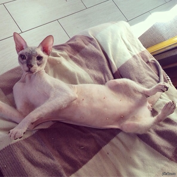 ��� ������� ����� �������� )