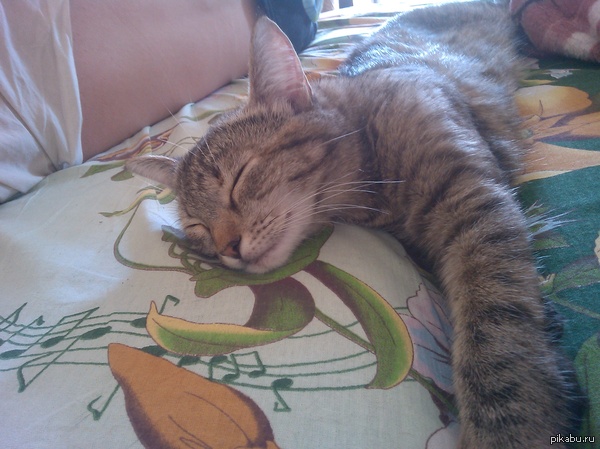 У моей подруги кисяка-улыбака. Я гладил ее часа 3 и легла рядышком довольная :)