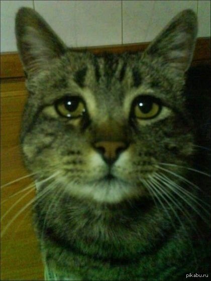 Прости Барсик! | Пикабу