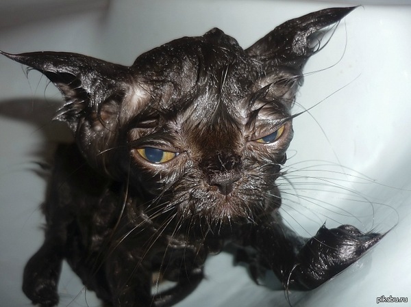 ��������� ����� ���