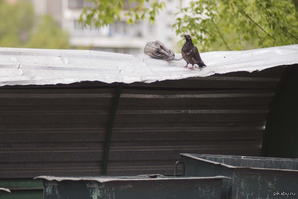 ������ �������