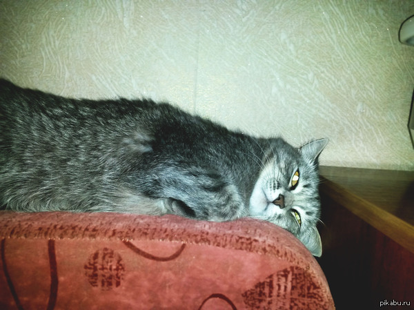 ����-�������