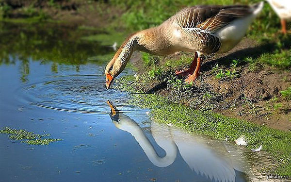 Свет мой, зеркальце, скажи...