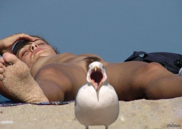 Photo of the day - NSFW, Seagulls, Beach, Girls