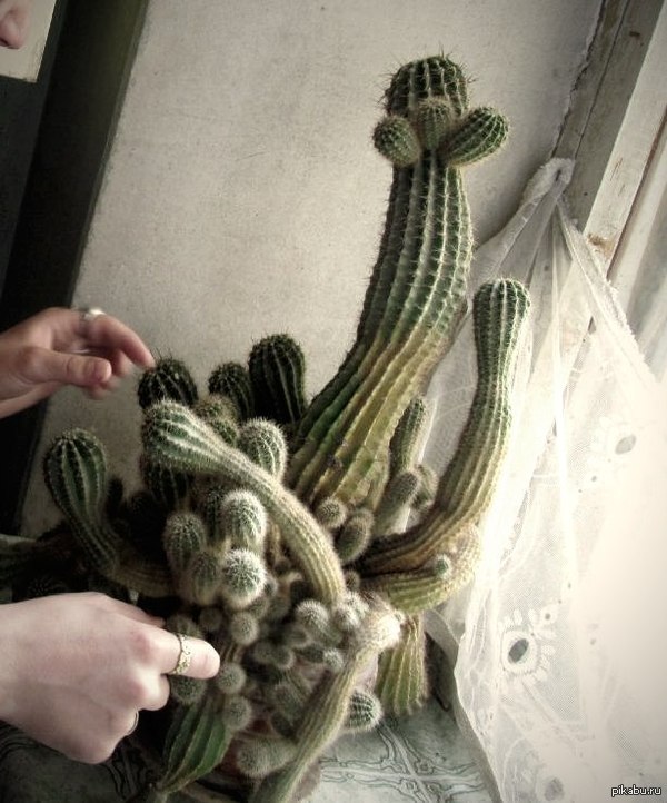 I think they are planning to take over the world. - Monster, My, Cactus, Tentacles