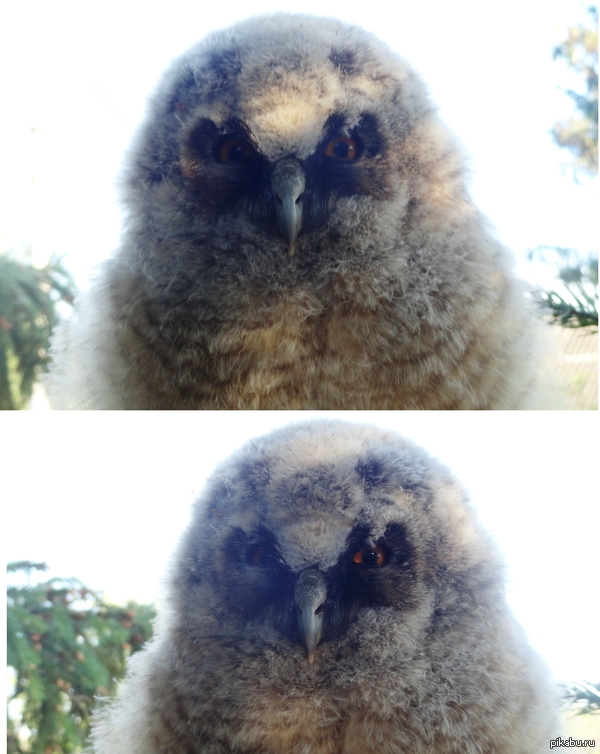Cute northern owl :3 - My, Owl, Orenburg region
