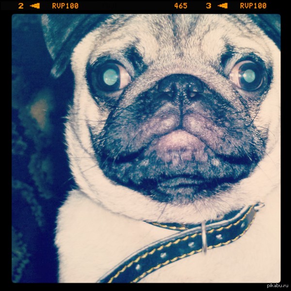 Love - my dog!   .     ,      .
