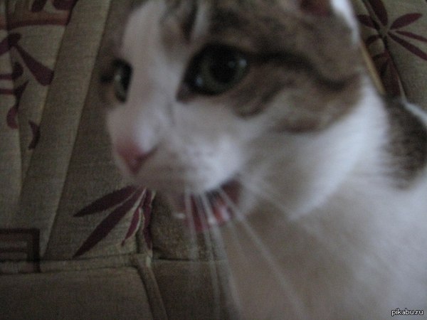 Кажется мой кот видел нечто