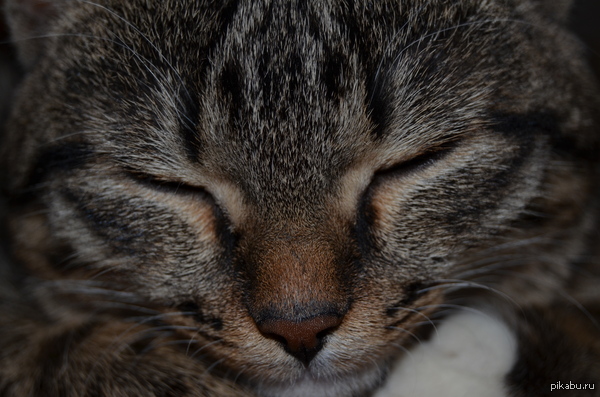 ������ ��������.