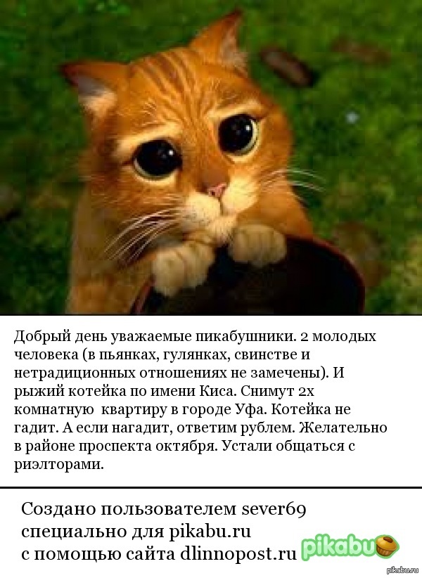 Ищу дом для рыжего котейки и 2х молодых людей (27 лет)