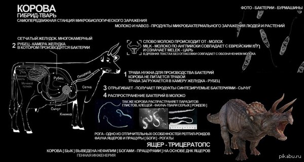 Did you know that cows are creations of the Nephilim? - Cows, In contact with, Nibiru, Reptilians, Nephilim, Hybrid-Creature