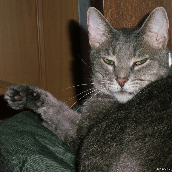 ��� ��� ����