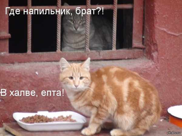 Если бы коты мотали срок в подвале, то передачки выглядели бы именно так!