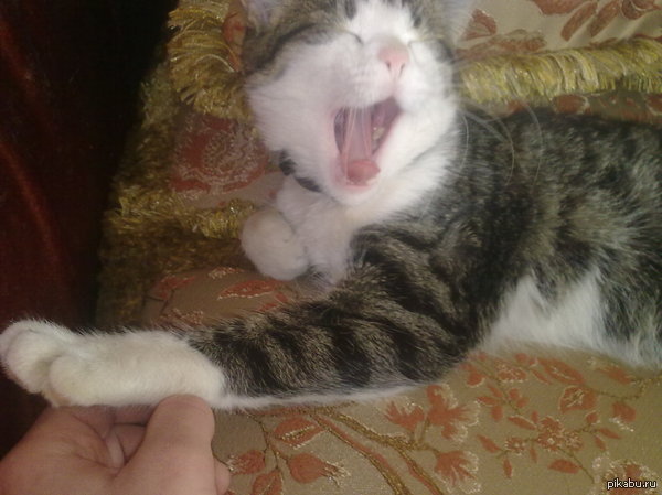 ��� �������