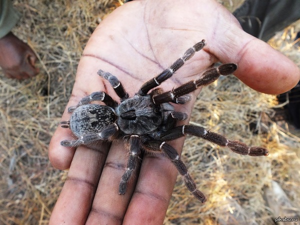 �� ������� �������� ���