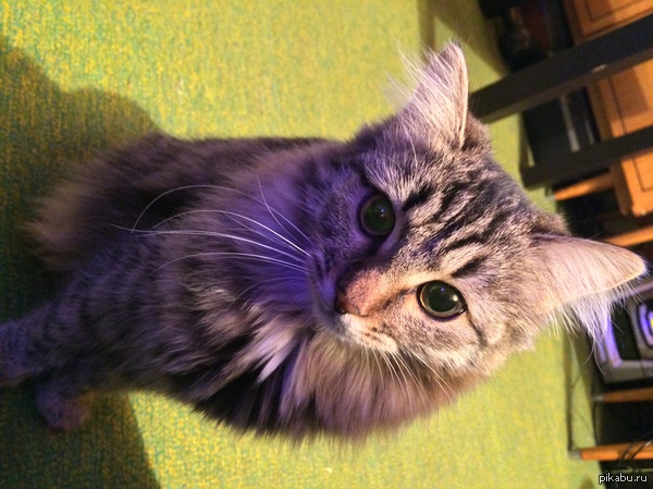 ������������ �����������.