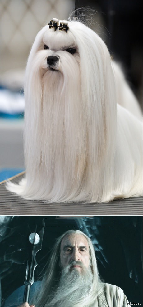 Собака Сарумана | Пикабу