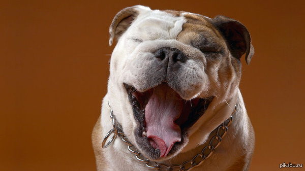 You flip through, and suddenly, the muzzle of some kind of dog ... - Bulldog, Happiness