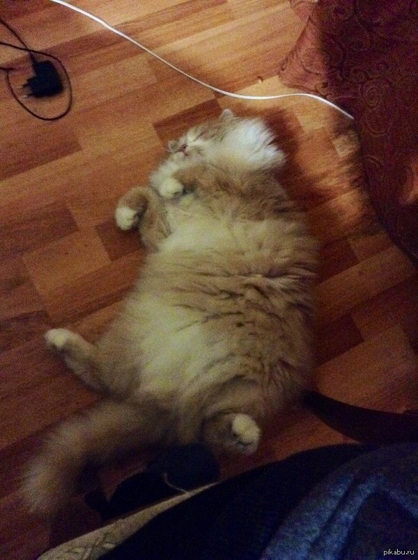 ��� ����� )