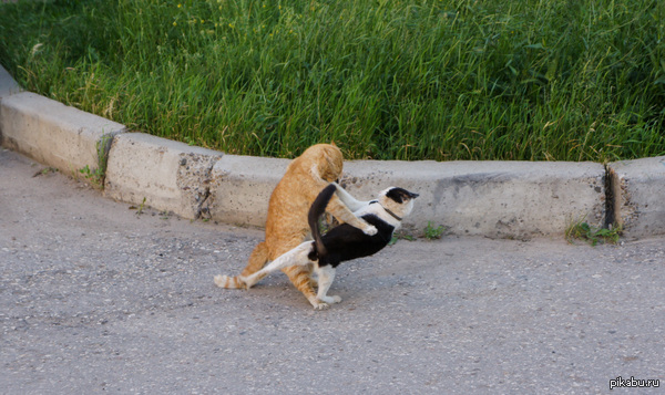 Миледи, разрешите, я вас потанцую! :)