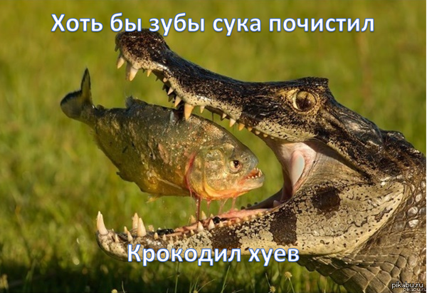     )  ,   )    <a href="http://pikabu.ru/story/khishchniki_i_ikh_dobyichi_2413291">http://pikabu.ru/story/_2413291</a>